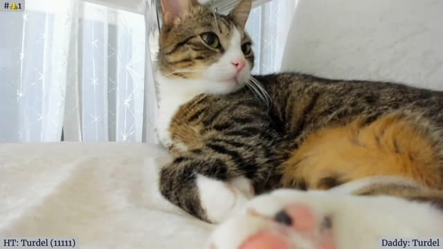 Gallery image thumbnail from Angie's myfreecams stream on, 04/04/2023, 05:33 image 6 of 20