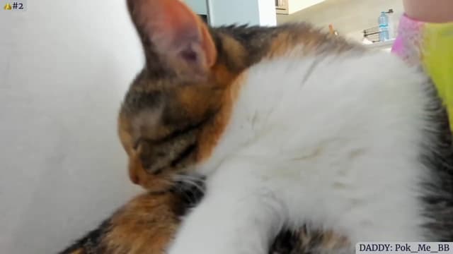 Gallery image thumbnail from Angie's myfreecams stream on, 05/17/2023, 02:25 image 15 of 20