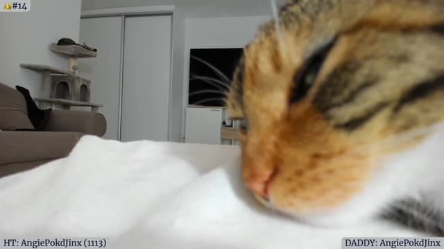 Gallery image thumbnail from Angie's myfreecams stream on, 06/11/2023, 04:53 image 17 of 20