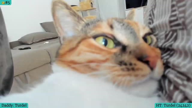 Gallery image thumbnail from Angie's myfreecams stream on, 01/01/2024, 08:04 image 4 of 20