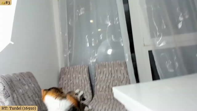 Gallery image thumbnail from Angie's myfreecams stream on, 01/16/2024, 06:23 image 8 of 20