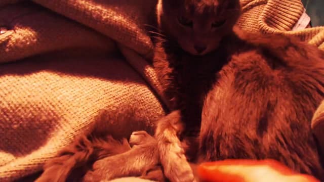 Gallery image thumbnail from Beth_'s myfreecams stream on, 01/19/2025, 21:29 image 20 of 20
