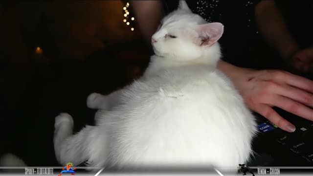 Gallery image thumbnail from Dashy's myfreecams stream on, 01/06/2024, 10:00 image 6 of 20