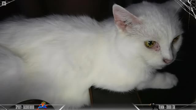 Gallery image thumbnail from Dashy's myfreecams stream on, 04/12/2024, 11:57 image 18 of 20
