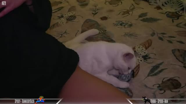 Gallery image thumbnail from Dashy's myfreecams stream on, 12/26/2024, 11:07 image 9 of 20