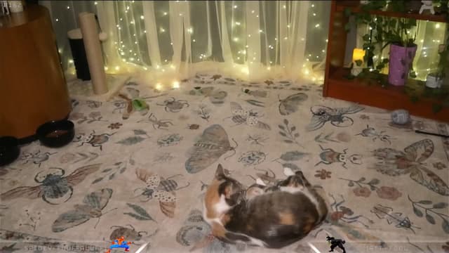 Gallery image thumbnail from Dashy's myfreecams stream on, 04/01/2025, 08:18 image 18 of 20
