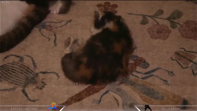 Gallery image thumbnail from Dashy's myfreecams stream on, 04/21/2025, 09:23 image 7 of 20