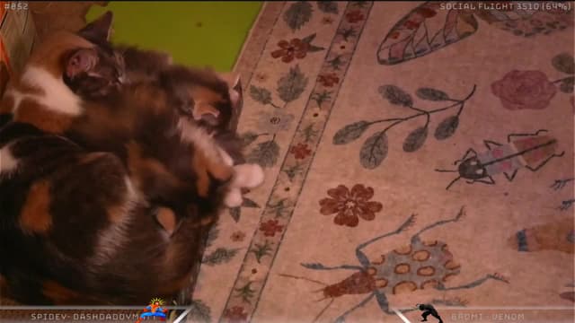Gallery image thumbnail from Dashy's myfreecams stream on, 05/06/2025, 07:49 image 14 of 20