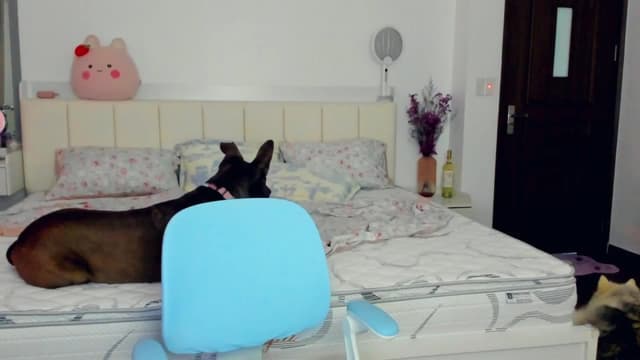 Gallery image thumbnail from Haru_'s myfreecams stream on, 06/03/2025, 05:56 image 17 of 20