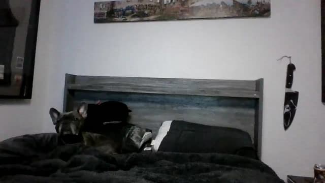 Gallery image thumbnail from Hxzel's myfreecams stream on, 03/21/2025, 03:13 image 10 of 20