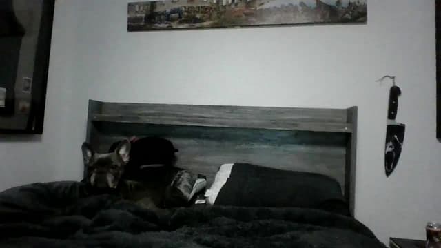 Gallery image thumbnail from Hxzel's myfreecams stream on, 03/21/2025, 03:13 image 9 of 20