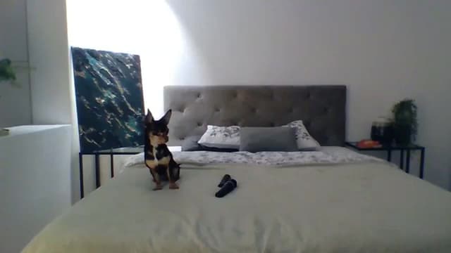 Gallery image thumbnail from ItsMe's myfreecams stream on, 11/15/2023, 11:37 image 2 of 20