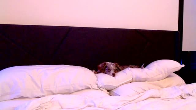 Gallery image thumbnail from Ivy__'s myfreecams stream on, 02/23/2024, 09:09 image 17 of 20