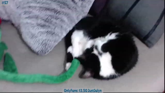 Gallery image thumbnail from Jalyn's myfreecams stream on, 08/20/2023, 18:04 image 12 of 20