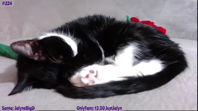Gallery image thumbnail from Jalyn's myfreecams stream on, 11/28/2023, 03:10 image 3 of 20
