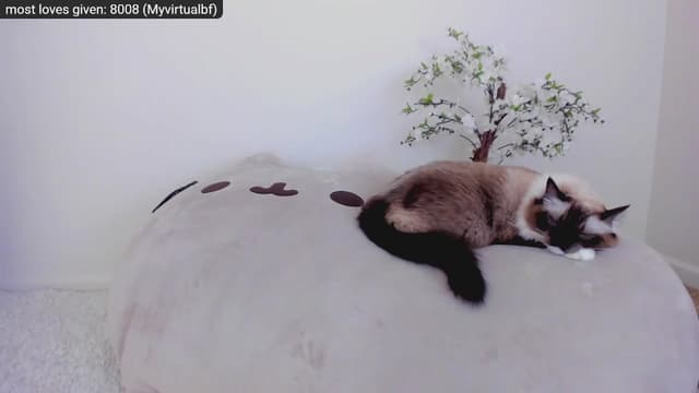 Gallery image thumbnail from Kitty's myfreecams stream on, 11/27/2022, 06:02 image 9 of 20