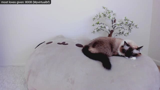 Gallery image thumbnail from Kitty's myfreecams stream on, 11/27/2022, 06:02 image 8 of 20