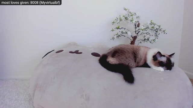 Gallery image thumbnail from Kitty's myfreecams stream on, 11/27/2022, 06:02 image 14 of 20