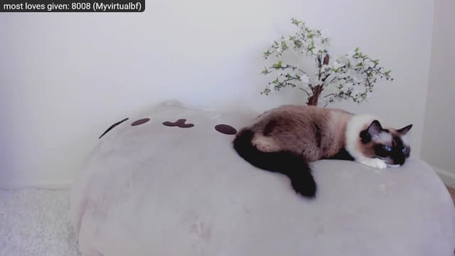 Gallery image thumbnail from Kitty's myfreecams stream on, 11/27/2022, 06:02 image 13 of 20