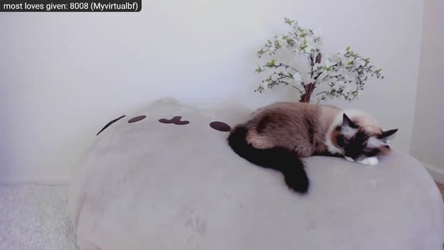 Gallery image thumbnail from Kitty's myfreecams stream on, 11/27/2022, 06:02 image 7 of 20