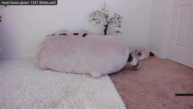 Gallery image thumbnail from Kitty's myfreecams stream on, 12/07/2022, 08:53 image 18 of 20