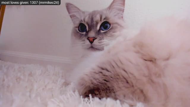 Gallery image thumbnail from Kitty's myfreecams stream on, 12/29/2022, 09:18 image 13 of 20
