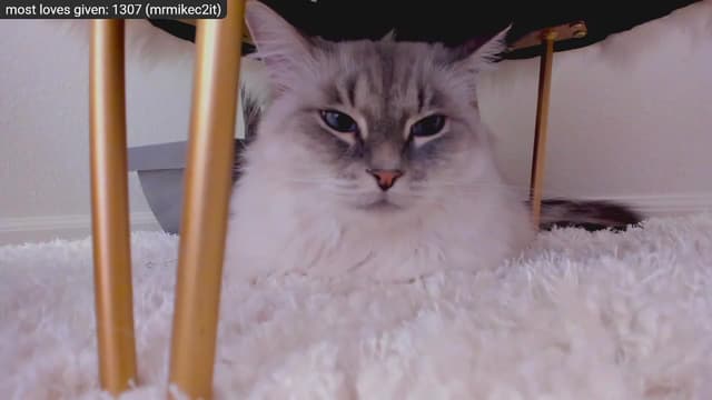 Gallery image thumbnail from Kitty's myfreecams stream on, 12/29/2022, 09:18 image 7 of 20