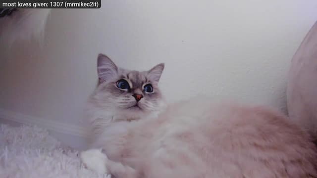 Gallery image thumbnail from Kitty's myfreecams stream on, 12/29/2022, 09:18 image 19 of 20