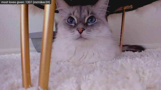 Gallery image thumbnail from Kitty's myfreecams stream on, 12/29/2022, 09:18 image 6 of 20
