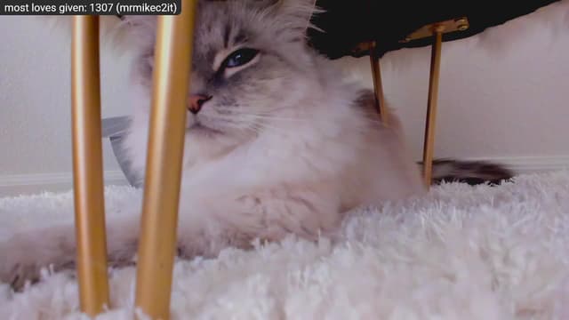 Gallery image thumbnail from Kitty's myfreecams stream on, 12/29/2022, 09:18 image 9 of 20