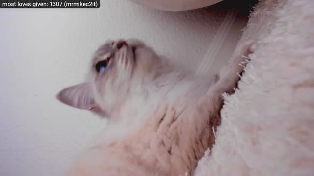 Gallery image thumbnail from Kitty's myfreecams stream on, 12/29/2022, 09:18 image 15 of 20