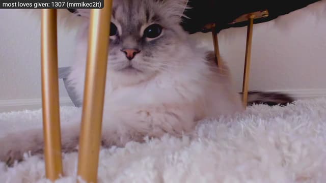 Gallery image thumbnail from Kitty's myfreecams stream on, 12/29/2022, 09:18 image 8 of 20