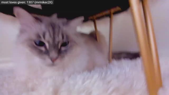 Gallery image thumbnail from Kitty's myfreecams stream on, 12/29/2022, 09:18 image 5 of 20