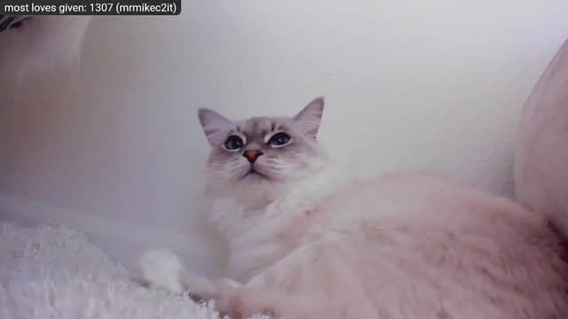 Gallery image thumbnail from Kitty's myfreecams stream on, 12/29/2022, 09:18 image 17 of 20