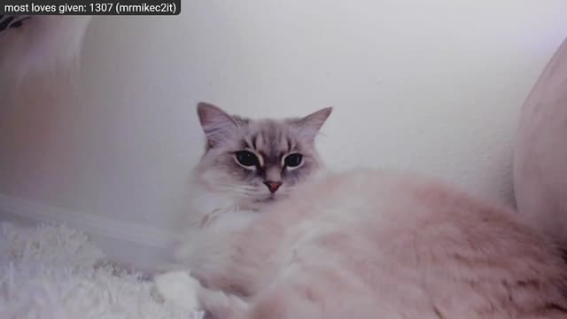 Gallery image thumbnail from Kitty's myfreecams stream on, 12/29/2022, 09:18 image 18 of 20