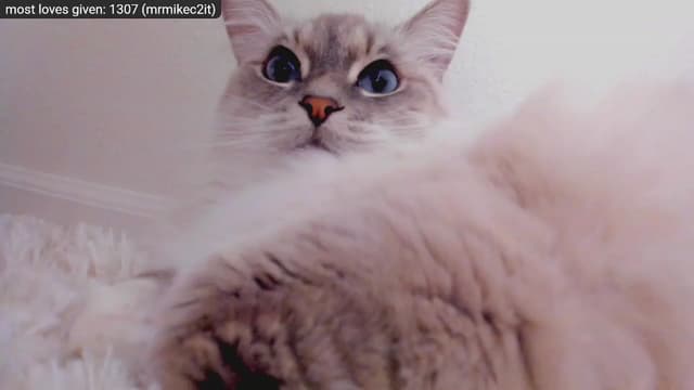 Gallery image thumbnail from Kitty's myfreecams stream on, 12/29/2022, 09:18 image 11 of 20