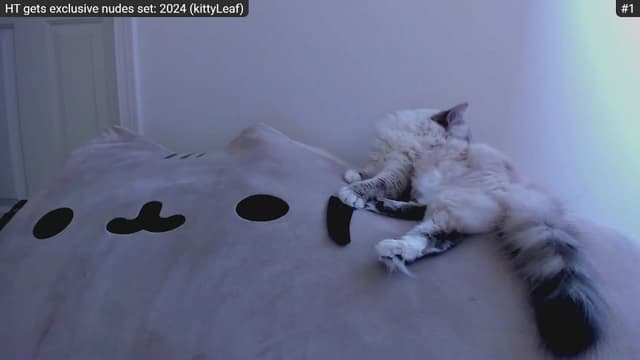 Gallery image thumbnail from Kitty's myfreecams stream on, 01/05/2023, 05:17 image 4 of 20
