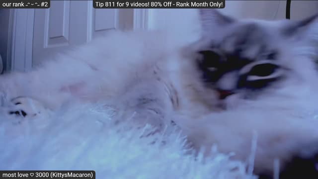 Gallery image thumbnail from Kitty's myfreecams stream on, 01/31/2023, 09:29 image 19 of 20
