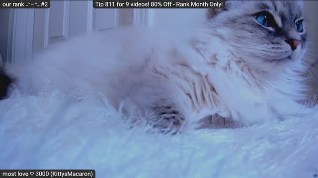 Gallery image thumbnail from Kitty's myfreecams stream on, 01/31/2023, 09:29 image 20 of 20