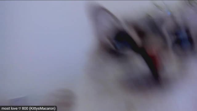 Gallery image thumbnail from Kitty's myfreecams stream on, 02/16/2023, 07:44 image 16 of 20