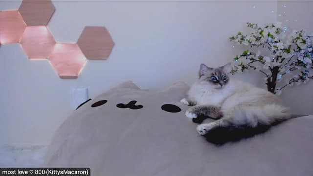 Gallery image thumbnail from Kitty's myfreecams stream on, 02/16/2023, 07:44 image 10 of 20