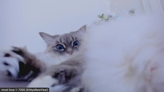 Gallery image thumbnail from Kitty's myfreecams stream on, 02/21/2023, 08:26 image 15 of 20