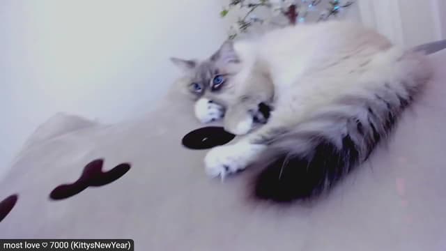Gallery image thumbnail from Kitty's myfreecams stream on, 02/21/2023, 08:26 image 14 of 20