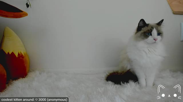 Gallery image thumbnail from Kitty's myfreecams stream on, 04/13/2023, 06:06 image 5 of 20