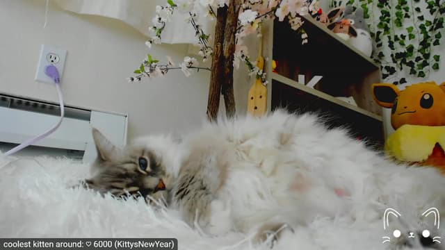 Gallery image thumbnail from Kitty's myfreecams stream on, 04/15/2023, 05:16 image 6 of 20