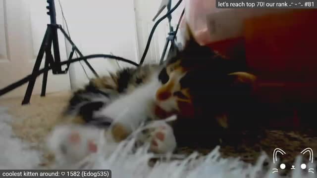 Gallery image thumbnail from Kitty's myfreecams stream on, 04/29/2023, 07:20 image 8 of 20