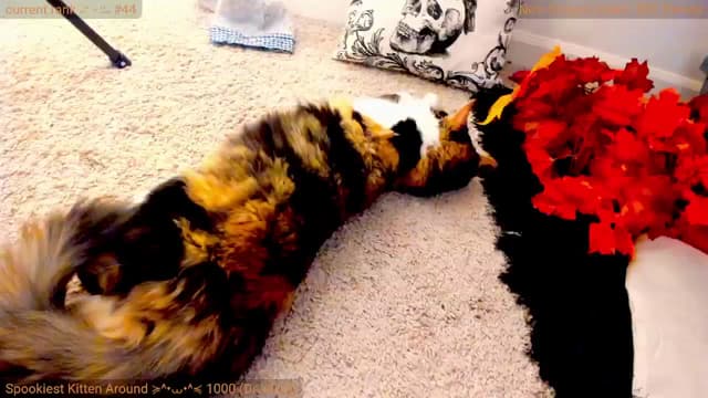 Gallery image thumbnail from Kitty's myfreecams stream on, 10/28/2024, 08:11 image 7 of 20