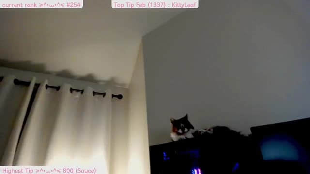 Gallery image thumbnail from Kitty's myfreecams stream on, 02/14/2025, 09:29 image 11 of 20