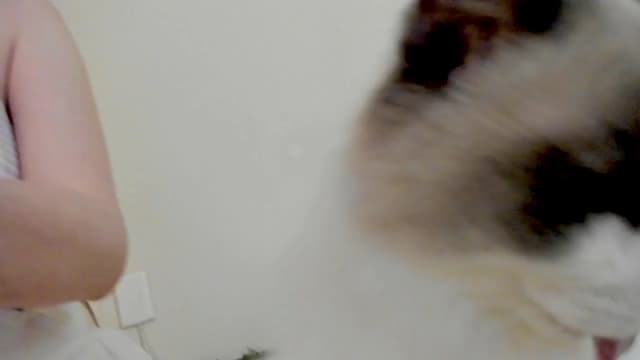 Gallery image thumbnail from Kitty's myfreecams stream on, 03/13/2025, 05:15 image 20 of 20