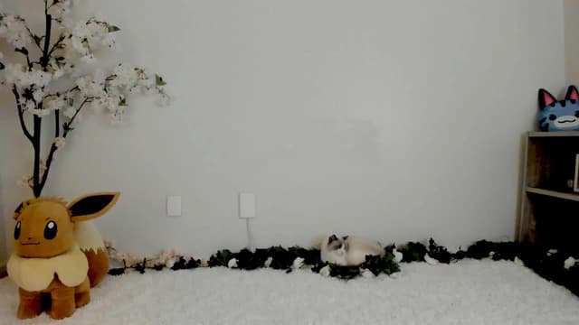 Gallery image thumbnail from Kitty's myfreecams stream on, 03/13/2025, 05:15 image 12 of 20